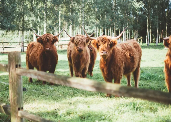 Holiday home Group With Private Pool And Sauna