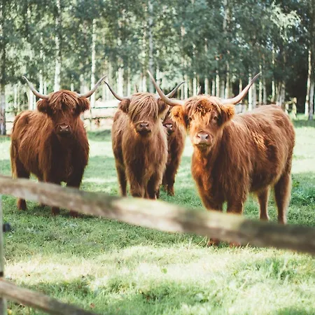 Dom wakacyjny Group With Private Pool And Sauna